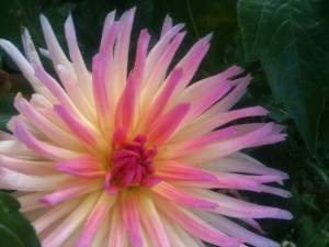 blomstermark
