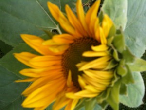 Solsikke blomst
