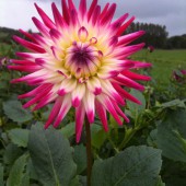 Georgine fra pluk selv blomster