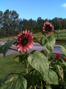 Røde solsikker fra pluk selv blomster