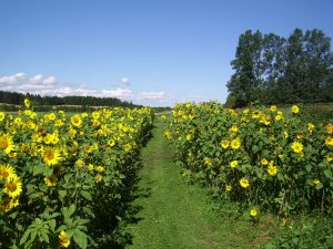 pluk selv blomster