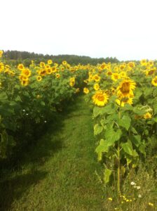 pluk selv blomster