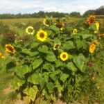pluk selv blomster