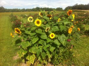 pluk selv blomster