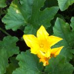 pluk selv blomster
